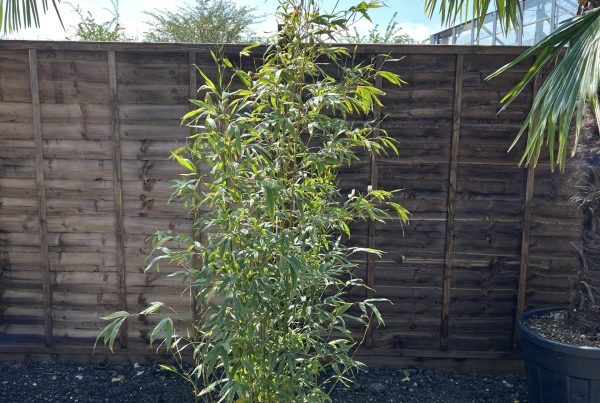 Bamboo | Phyllostachys Aurea | 150-200cm