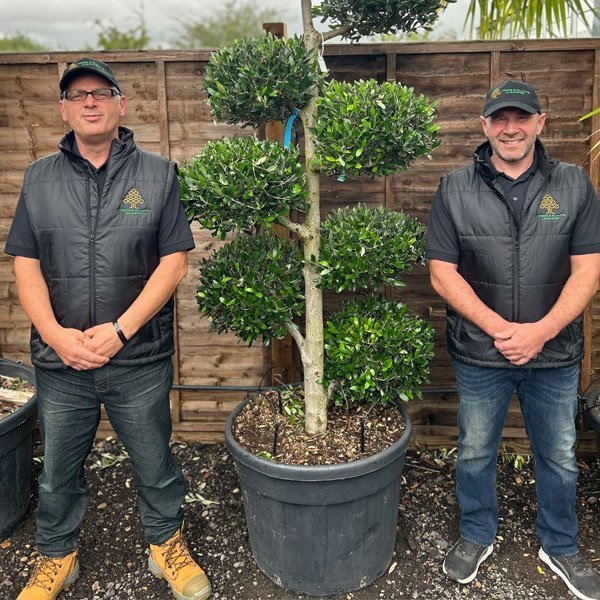 Screening plant care: Tips for plant shopping