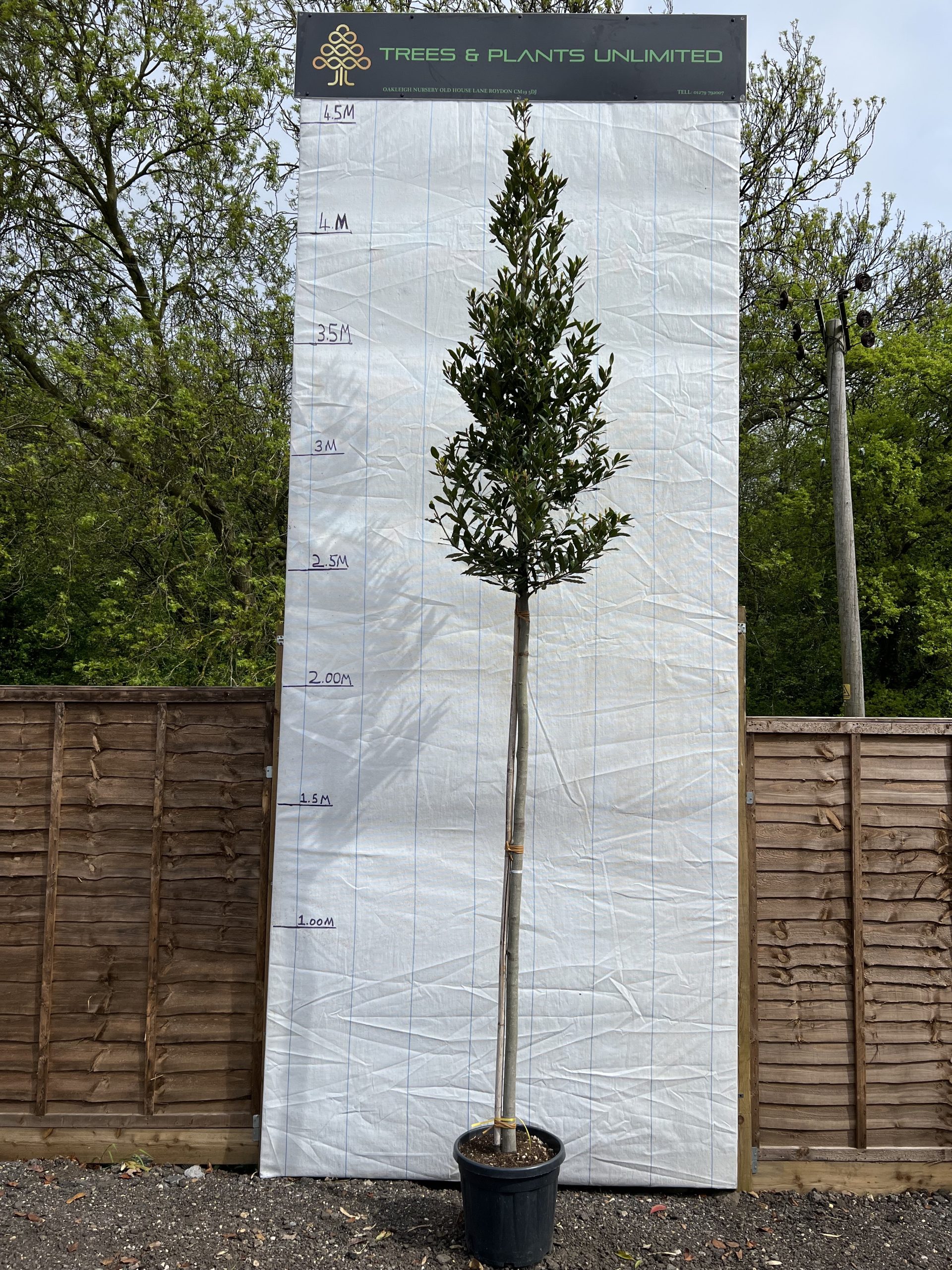 LAU-NOB-STN-12-14.-Laurus-nobilis-full-standard-3.75-4-m-overall-height-1.9-2-m-trunk-70-80cm-width-12-14-cm-girth-30-CLT-scaled-1.jpeg