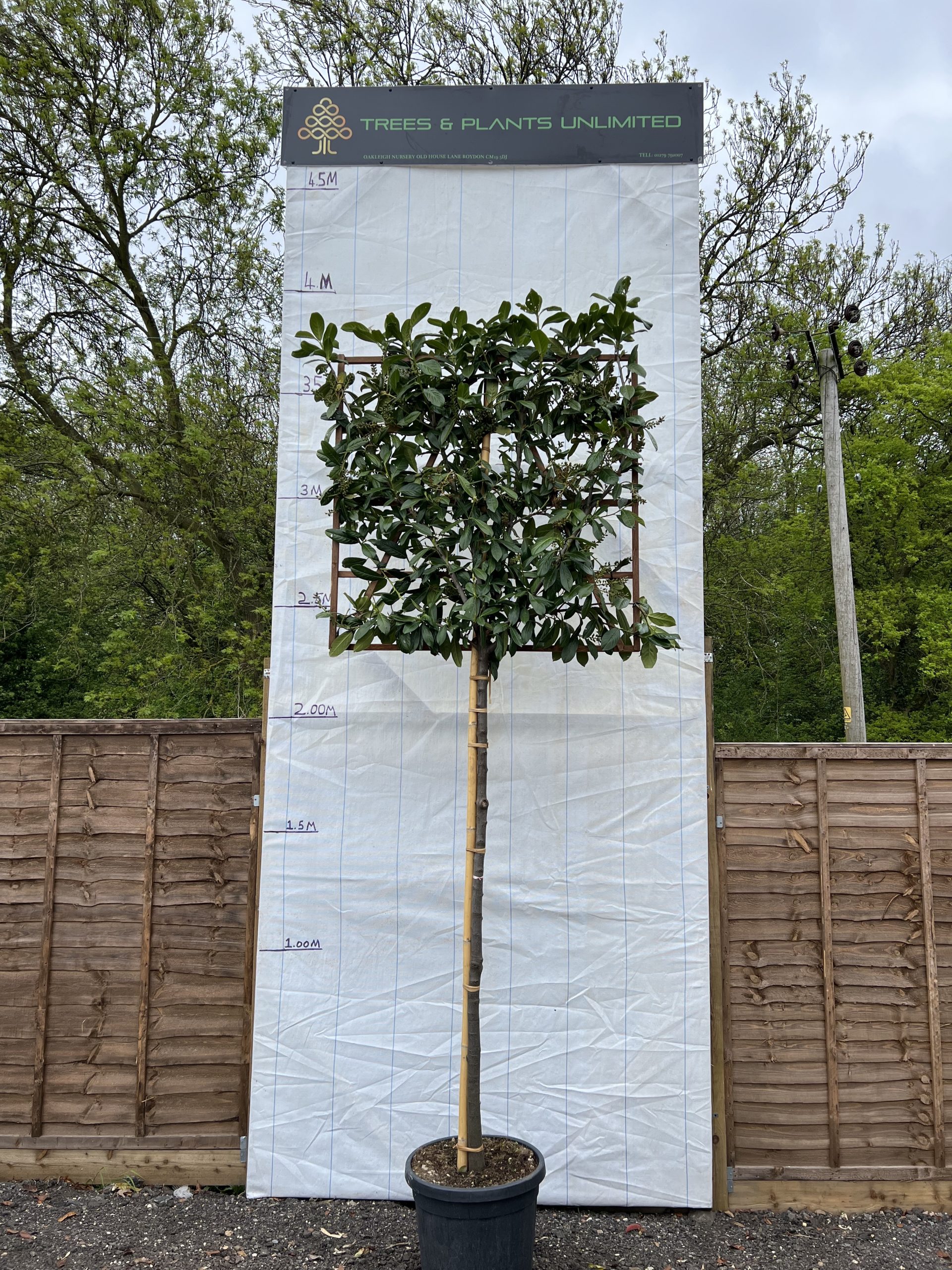 PRU-LAU-STN-NOV-ESP-10-12.-Prunus-laurocerasus-novita-full-standard-spalliera-Pleached-trunk-1.8-m-frame-1.2-1.2-m-10-12-cm-girth-35-50-CLT-scaled-1.jpeg