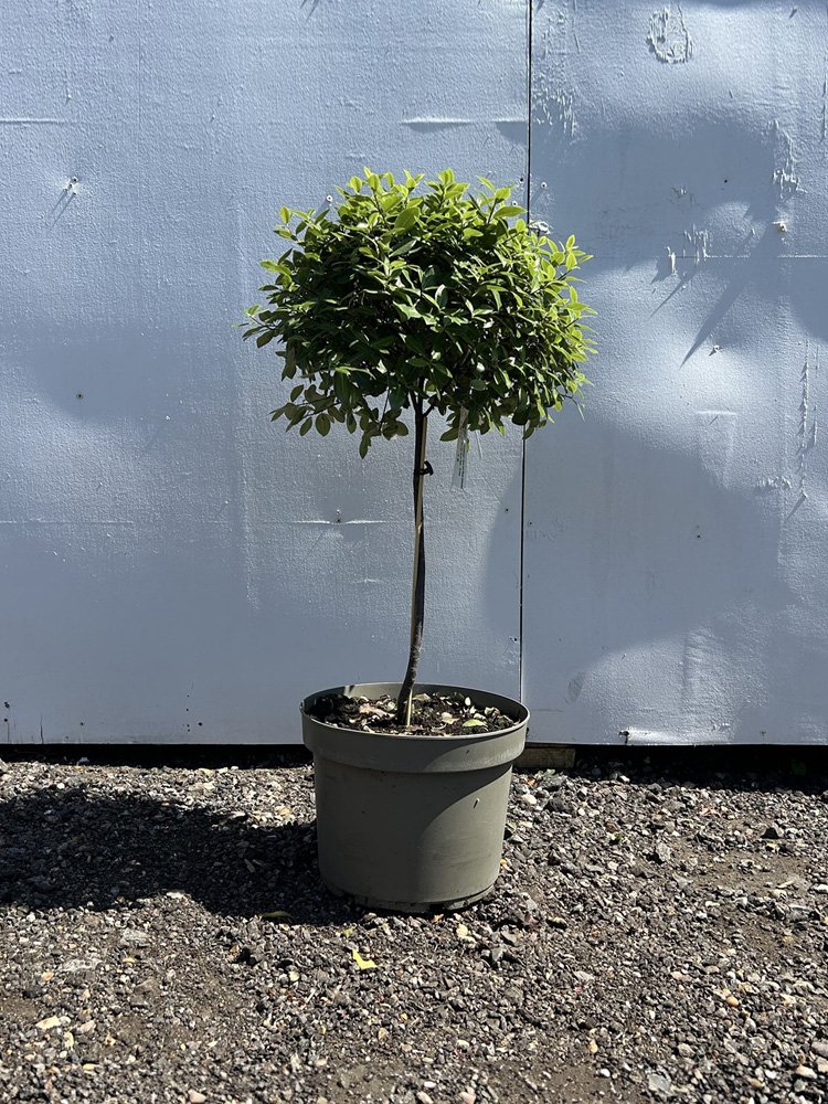 Pittosporum-Golf-Ball