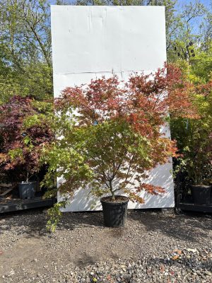 Acer Palmatum 'Deshojo' 180cm | 230cm width