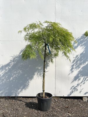 Acer Palmatum 'Dissectum Viridis' 1/2 standard 120cm | 1 metre width | 90cm Trunk height