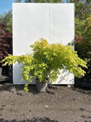 Acer Palmatum 'Orange Dream' 120cm | 2m width